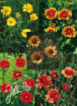 GAILLARDIA aristata  'Monarch Mix'