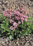 ORIGANUM vulgare hort.   Portion(en)