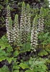 ACANTHUS mollis  