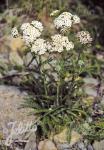 ACHILLEA millefolium  wild form