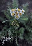 ACHILLEA nana   Portion(s)