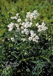 ACHILLEA ptarmica   Portion(en)