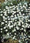 ACHILLEA ptarmica  'Perle-Gruppe'