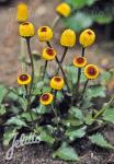 ACMELLA oleracea f. purpurea  dark leaved Portion(s)