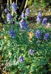 ACONITUM carmichaelii  'Spätlese' Portion(en)