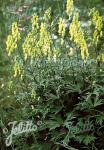 ACONITUM lycoctonum  