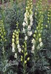 ACONITUM napellus ssp. vulgare  'Albidum' Portion(s)