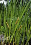 ACORUS calamus   Portion(s)