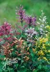 AGASTACHE Aurantiaca-Hybr.  'Fragrant Carpet' Portion(s)