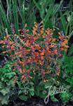 AGASTACHE Aurantiaca-Hybr.  'Tango' Portion(en)