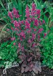 AGASTACHE Cana-Hybr.  'Bolero'