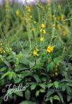 AGRIMONIA eupatoria  