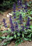 AJUGA genevensis   Portion(en)