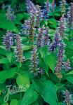 AGASTACHE rugosa  'Korean Zest'