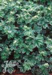 ALCHEMILLA saxatilis   Portion(en)