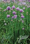 ALLIUM schoenoprasum  'Polyvit'