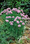 ALLIUM schoenoprasum   Portion(s)