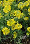 ALYSSUM montanum  'Luna'