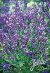 ANCHUSA azurea  'Feltham Pride Strain' Portion(en)