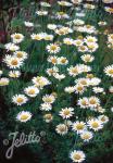 ANTHEMIS tinctoria  'Alba' Portion(en)