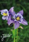 AQUILEGIA Caerulea-Hybr. Earlybird Series 'Earlybird Purple-Blue'