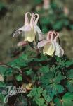 AQUILEGIA flabellata var. pumila f. kurilensis  'Rosea' Portion(en)