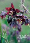 AQUILEGIA atrata  