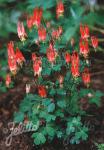 AQUILEGIA canadensis  'Little Lanterns'