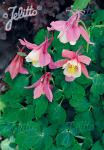 AQUILEGIA flabellata Spring Magic-Series 'Spring Magic Pink-White'