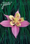 AQUILEGIA F1-Hybr. caerulea State-Serie 'Oregon' Portion(en)