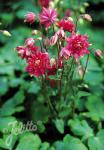 AQUILEGIA vulgaris Clementine-Series 'Clementine Red'