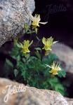 AQUILEGIA flavescens  