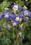 AQUILEGIA olympica   Portion(en)