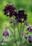 AQUILEGIA vulgaris var. stellata plena Barlow-Series 'Black Barlow'