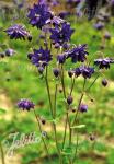 AQUILEGIA vulgaris var. stellata plena Barlow-Series 'Blue Barlow'