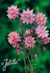 AQUILEGIA vulgaris var. stellata plena Barlow-Serie 'Rose Barlow' Portion(en)
