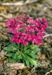 ARABIS blepharophylla  'Rote Sensation'