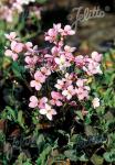 ARABIS caucasica Rosea  'La Fraicheur' Portion(s)