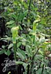 ARISAEMA tortuosum  