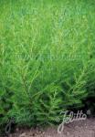 ARTEMISIA scoparia  'BLBP 01'