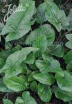 ARUM alpinum   Portion(en)