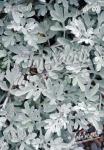 ARTEMISIA stelleriana  'Mori's Strain' Portion(en)