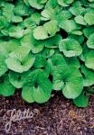 ASARUM canadense  