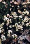 ASPERULA cynanchica  