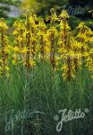 ASPHODELINE lutea   Portion(s)