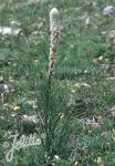 ASPHODELINE taurica  