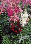 ASTILBE Arendsii-Hybr.  'Bunter Zauber' Portion(en)