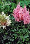 ASTILBE Arendsii-Hybr.  'Showstar' Portion(en)