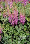 ASTILBE chinensis var. pumila   Portion(s)