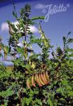 ASTRAGALUS mongholicus  'BLBP 04' Portion(en)